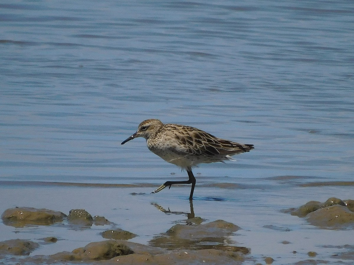 Острохвостый песочник - ML646107381