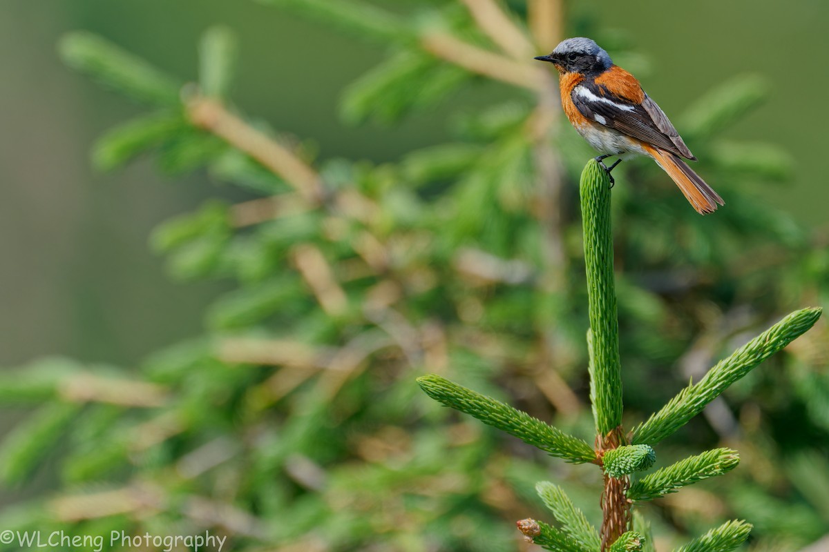 Красноспинная горихвостка - ML646107382