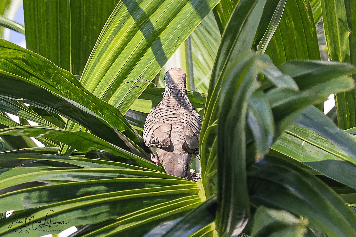 Зебровая горлица - ML646107383