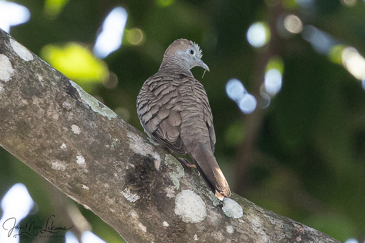 Зебровая горлица - ML646107384