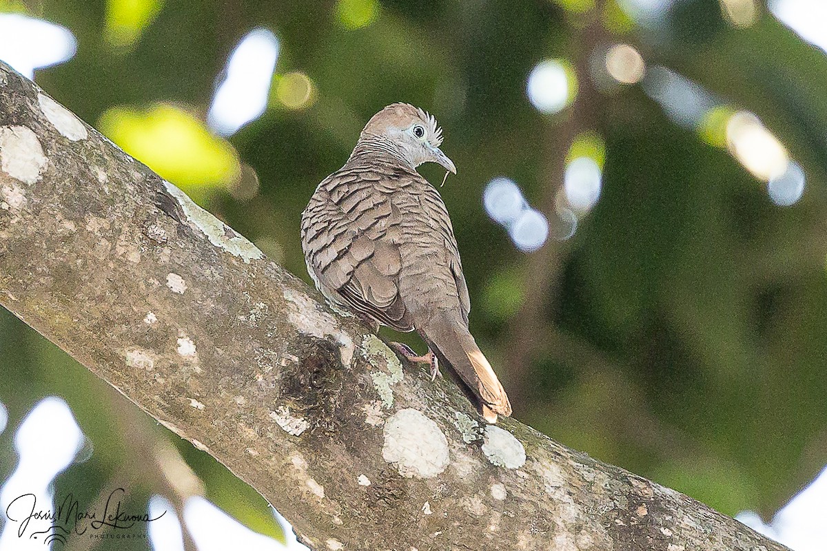 Зебровая горлица - ML646107385