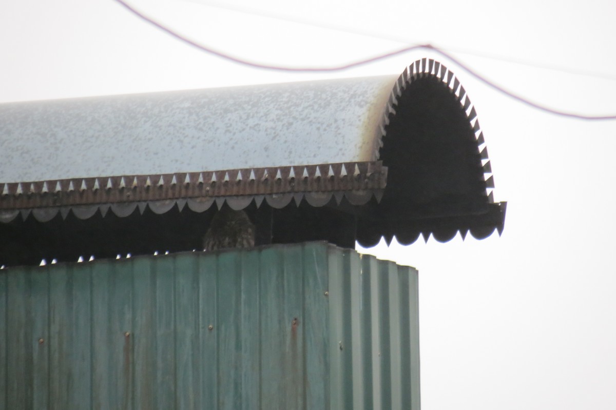 Домовый сыч - ML646107386