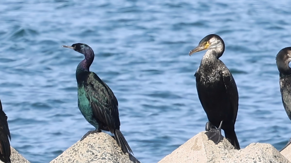 Баклан берингійський - ML646107387