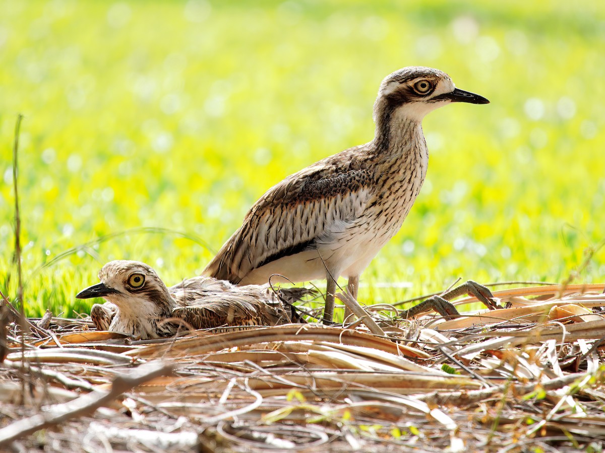 Австралийская авдотка - ML646107388