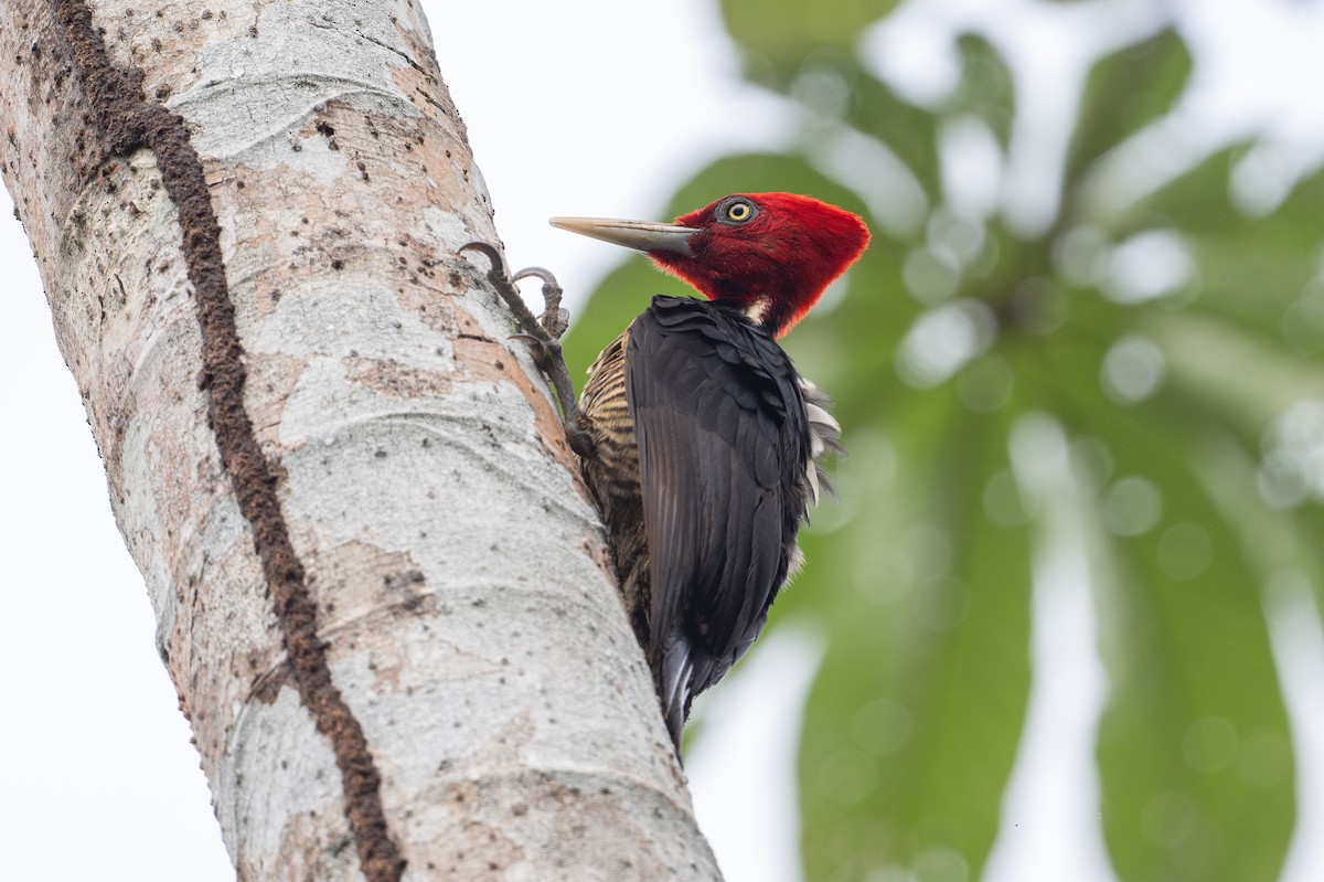 Королевский дятел - ML646107390