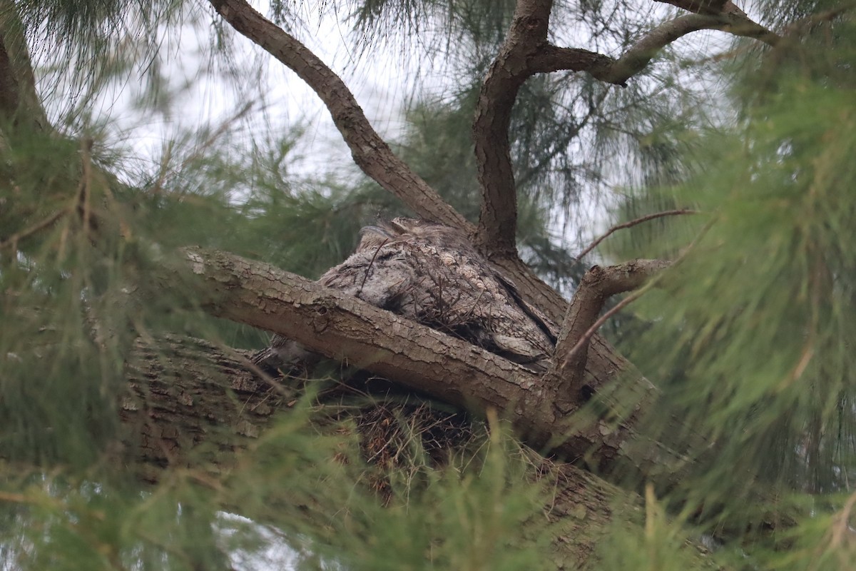 Исполинский лягушкорот - ML646107391