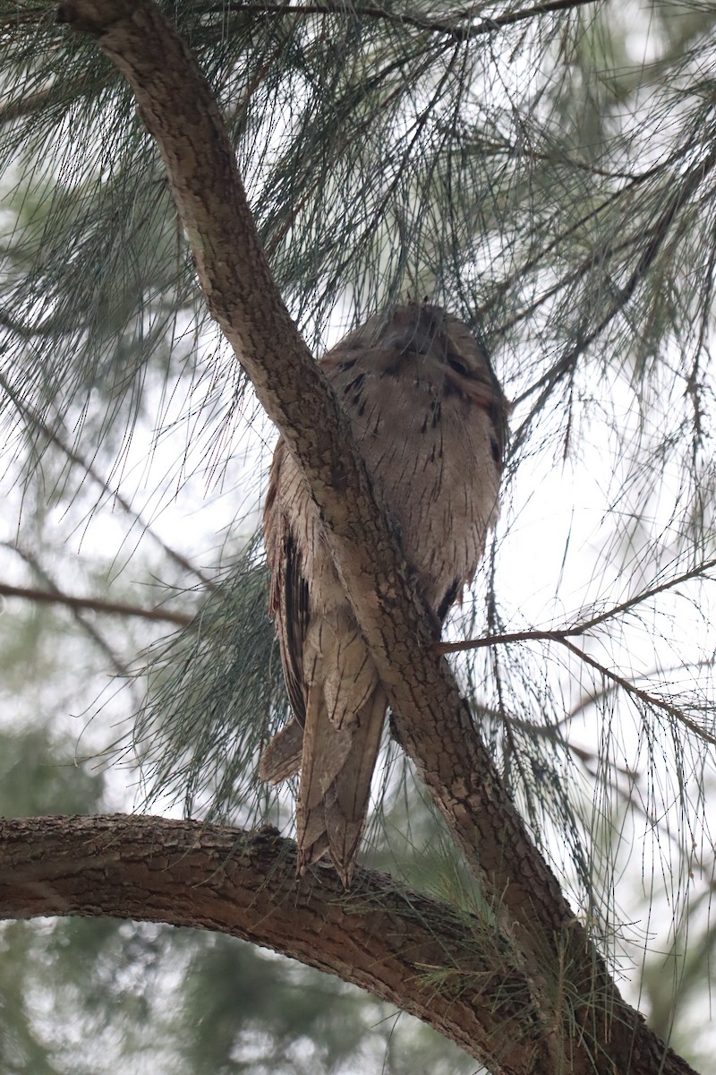 Исполинский лягушкорот - ML646107392