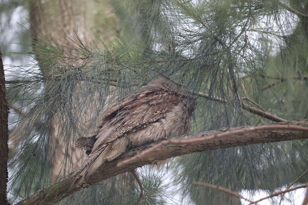 Исполинский лягушкорот - ML646107393