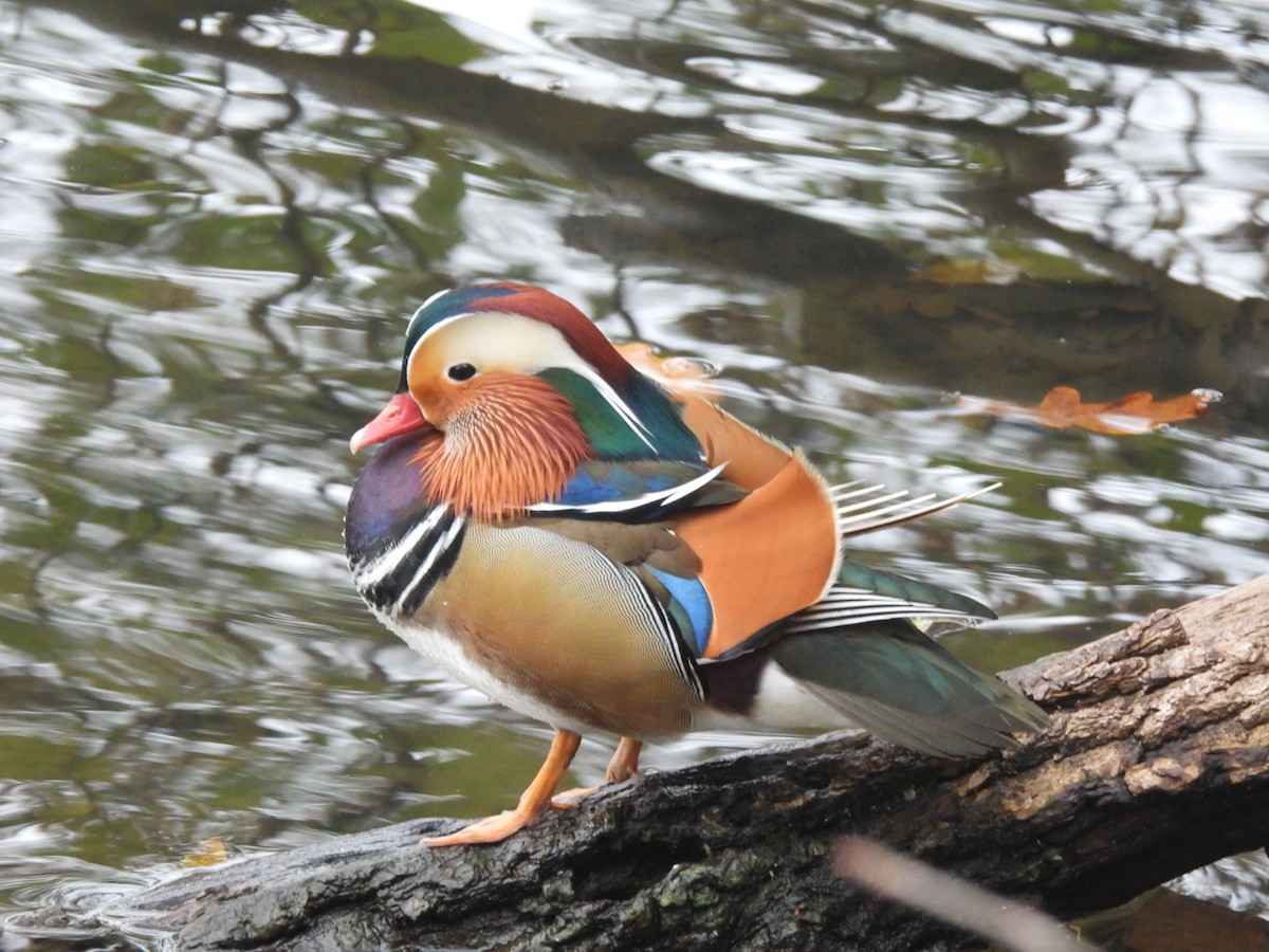 Мандаринка - ML646107394