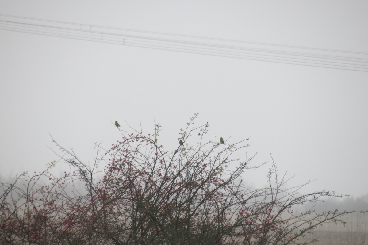 Обыкновенная зеленушка - ML646107395