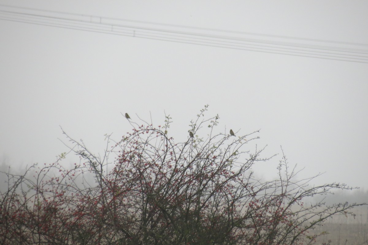 Обыкновенная зеленушка - ML646107396