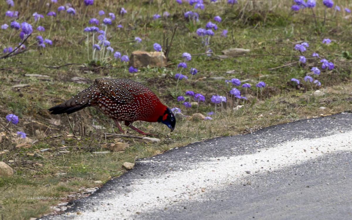 Трагопан-сатир - ML646107397