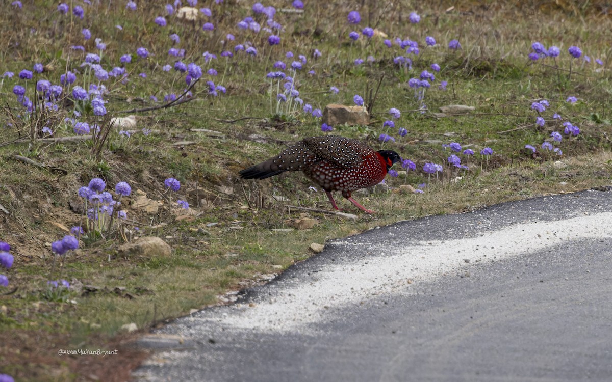 Трагопан-сатир - ML646107398