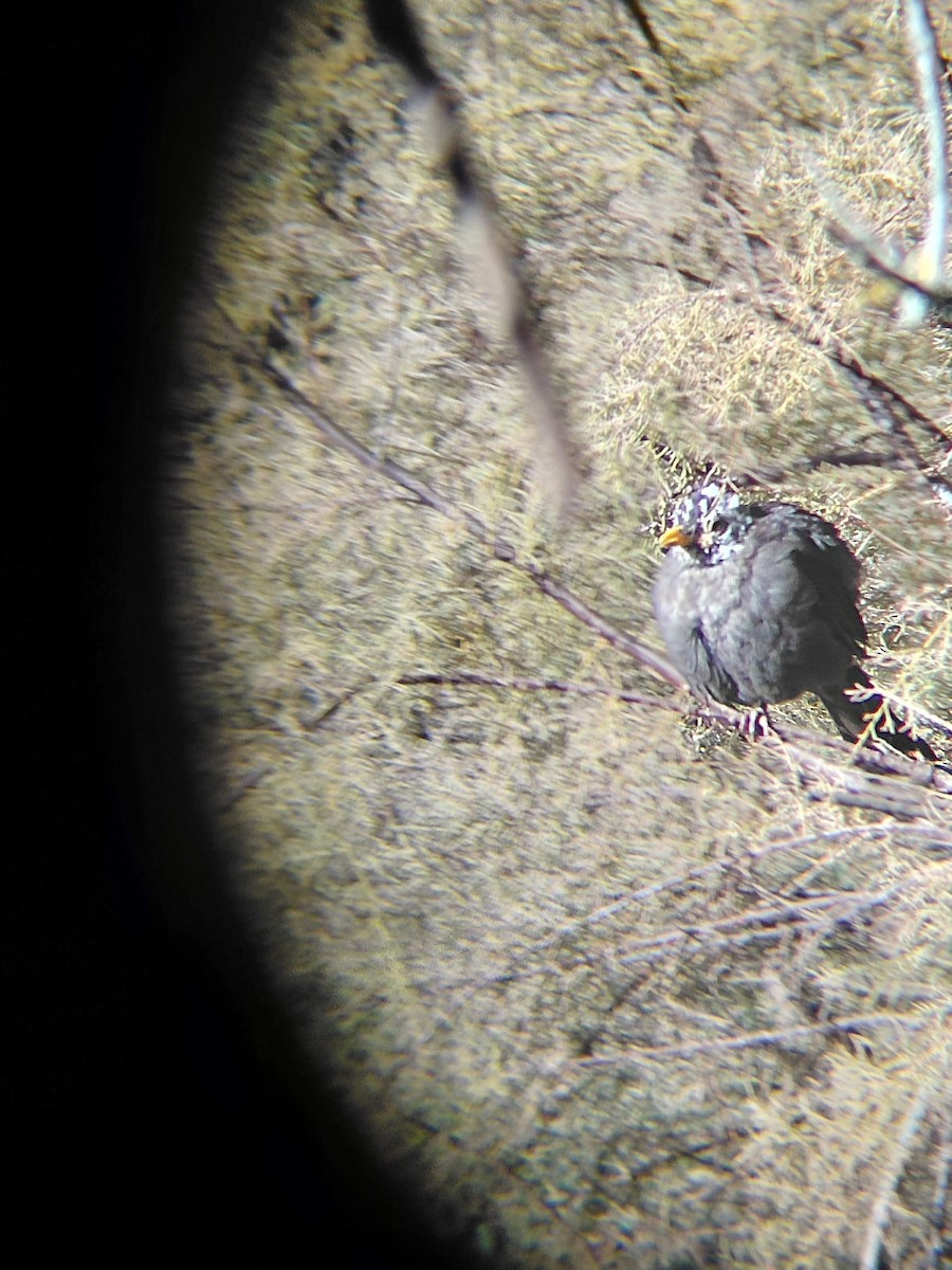 Чёрный дрозд - ML646107400