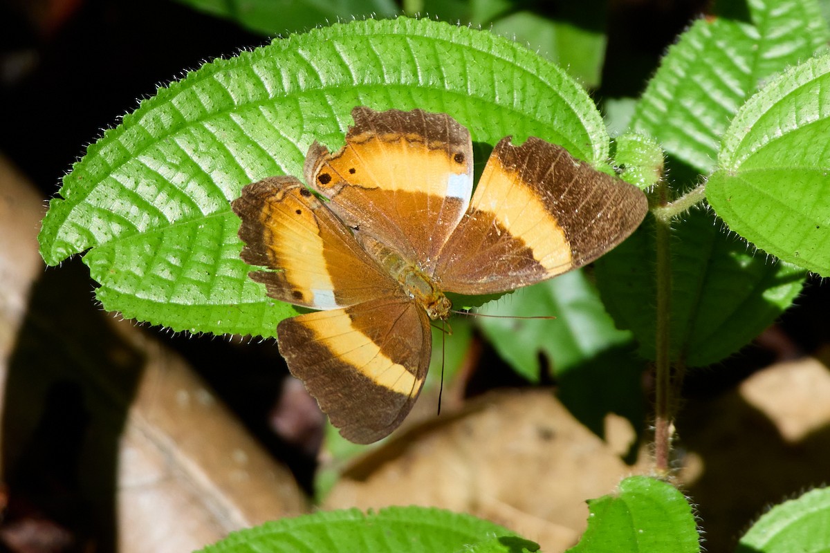 Satellite Yeoman - ML646107401