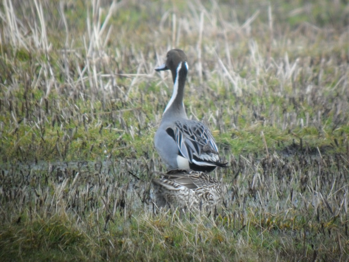 Шилохвость - ML646107402