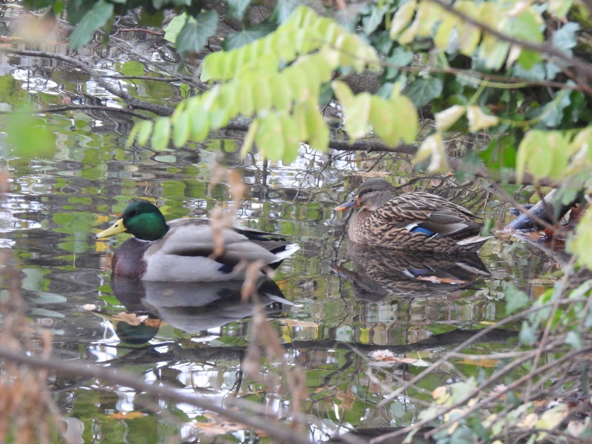 Кряква - ML646107403