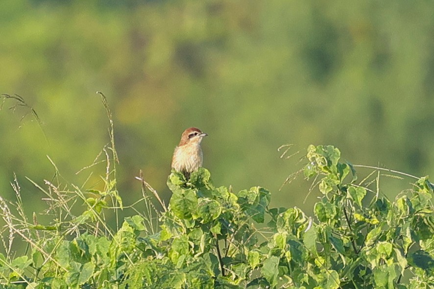 Сибирский жулан - ML646107404