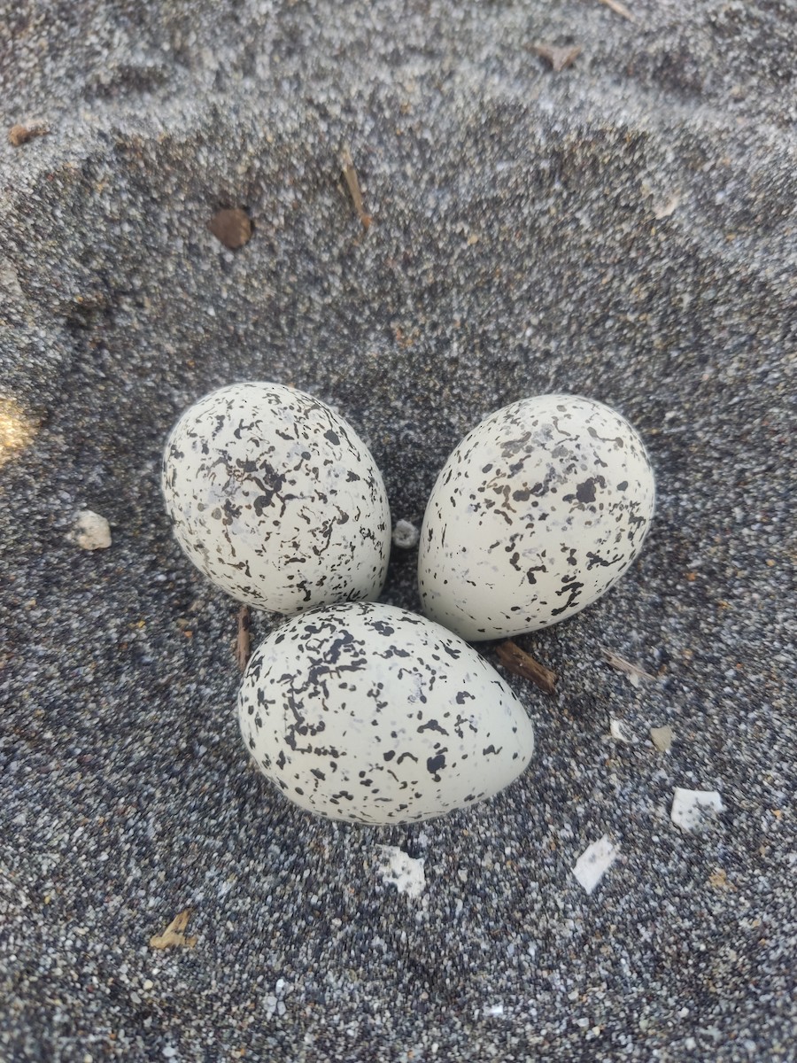 Snowy Plover - ML646107409