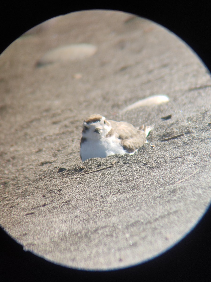 Snowy Plover - ML646107413