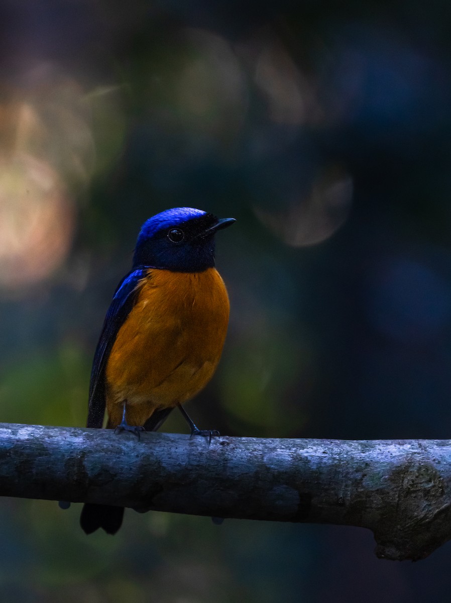 Rufous-bellied Niltava - ML646107414