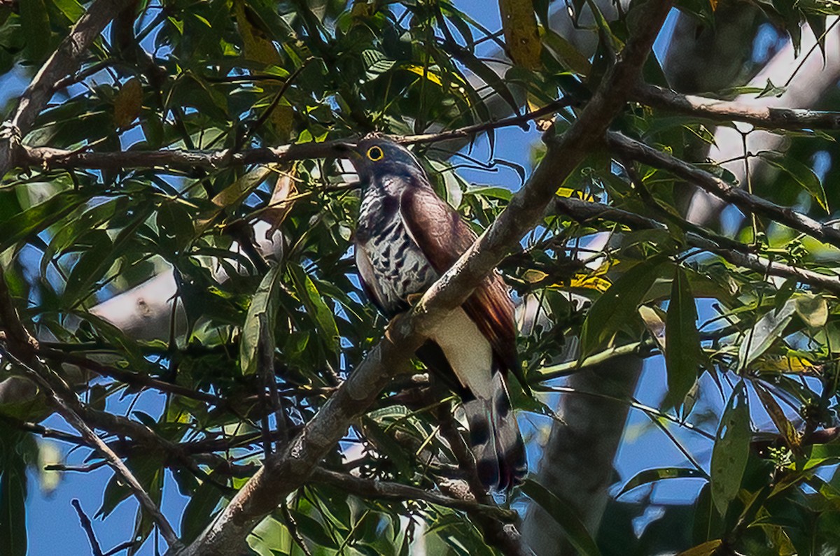 Sulawesi Cuckoo - ML646107418