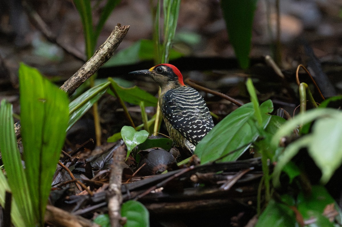 Black-cheeked Woodpecker - ML646107423