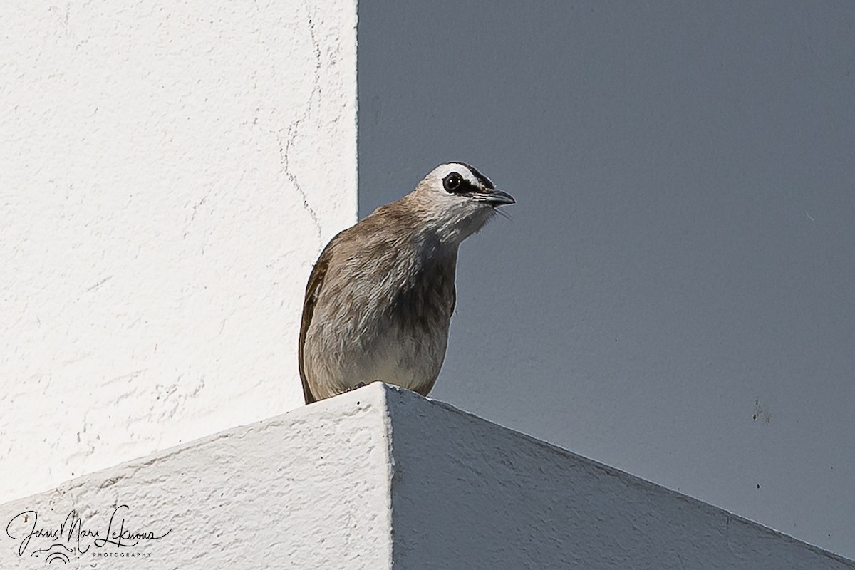 Yellow-vented Bulbul - ML646107425