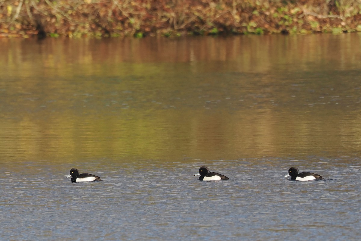 Tufted Duck - ML646107426