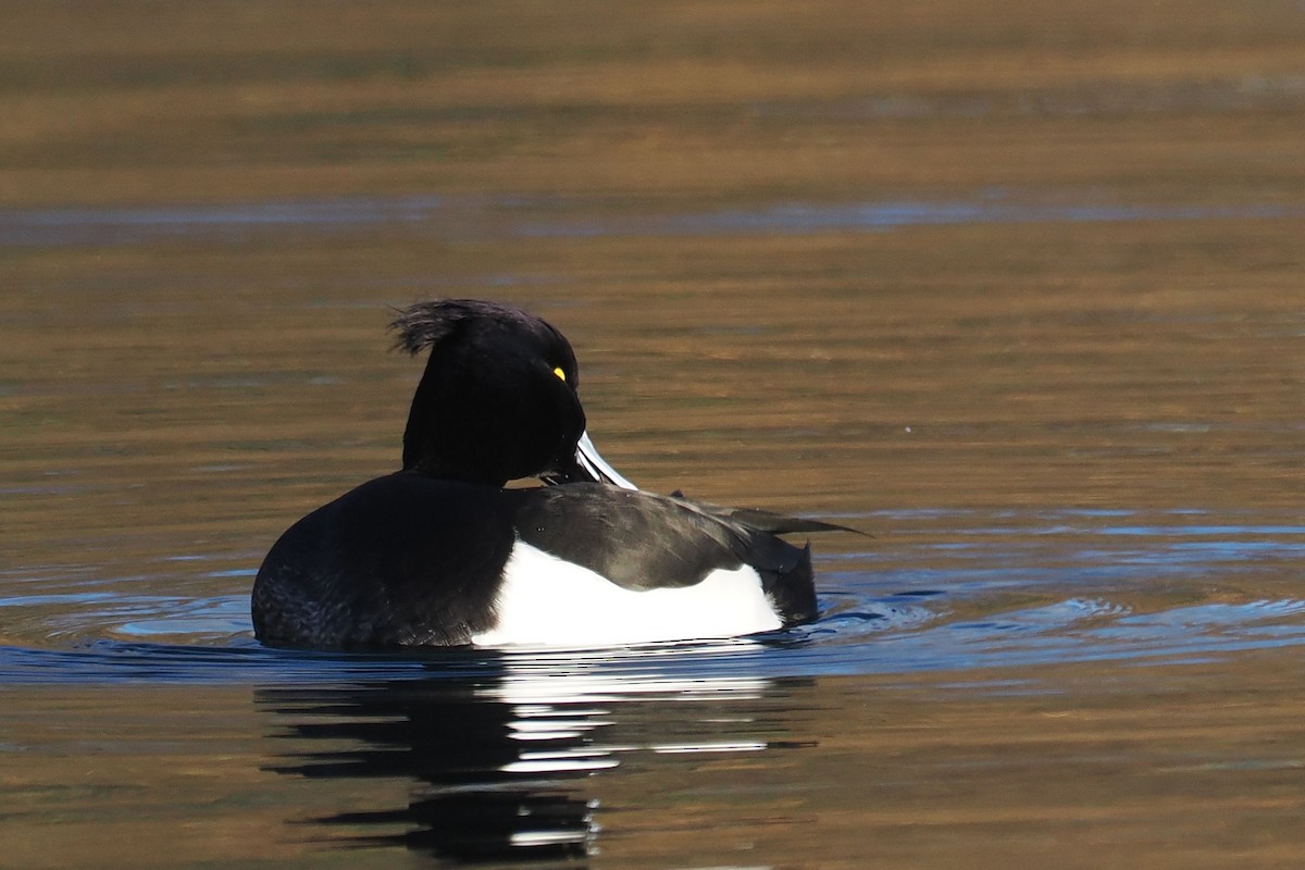 Tufted Duck - ML646107427