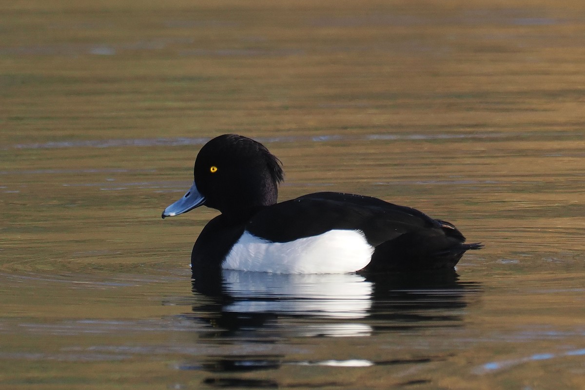 Tufted Duck - ML646107428