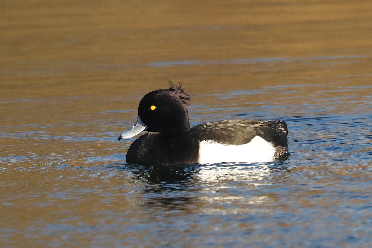 Tufted Duck - ML646107429