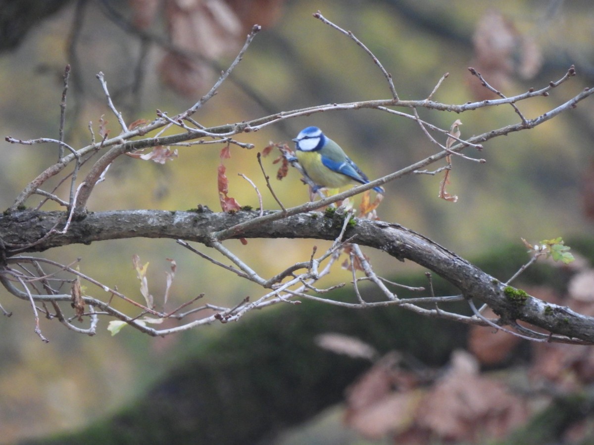 Eurasian Blue Tit - ML646107430