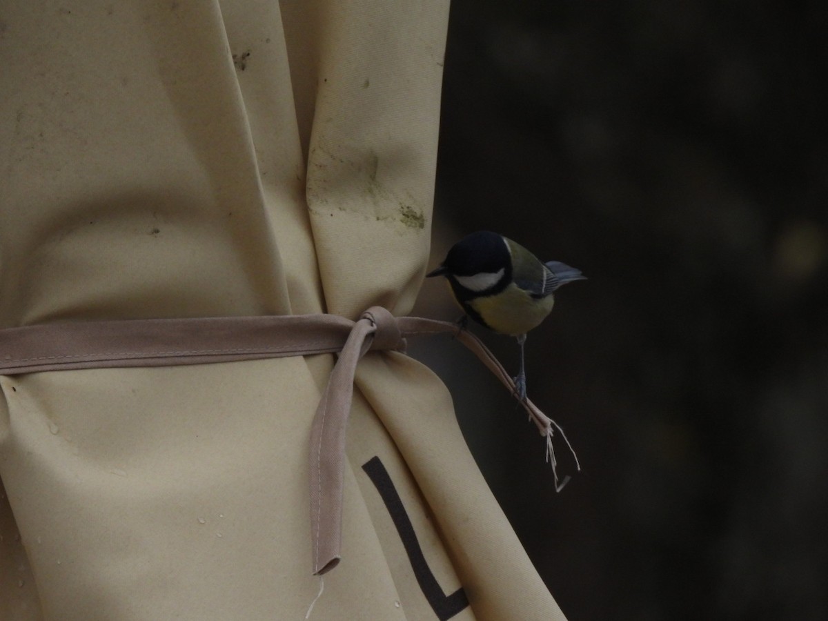 Great Tit - ML646107432