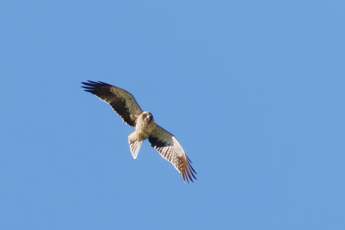Booted Eagle - ML646107433