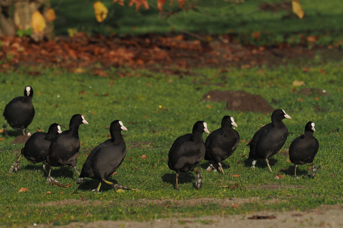 Eurasian Coot - ML646107434