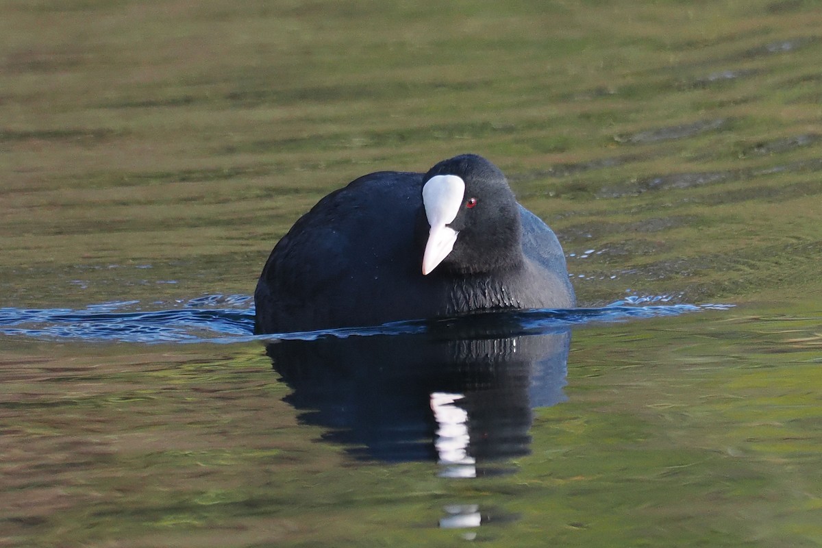 Eurasian Coot - ML646107435