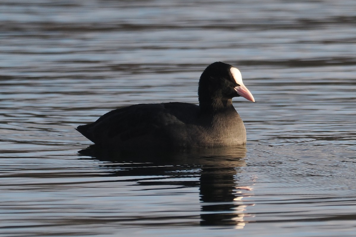 Eurasian Coot - ML646107436