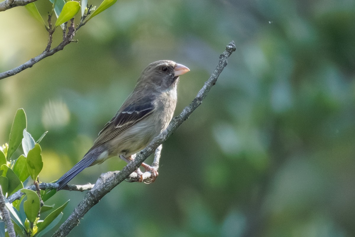 Protea Canary - ML646107437