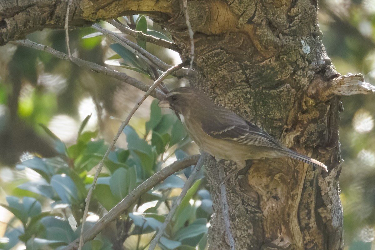 Protea Canary - ML646107438