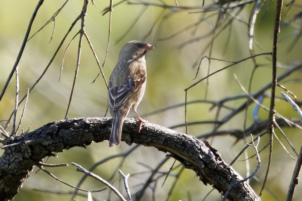 Protea Canary - ML646107439
