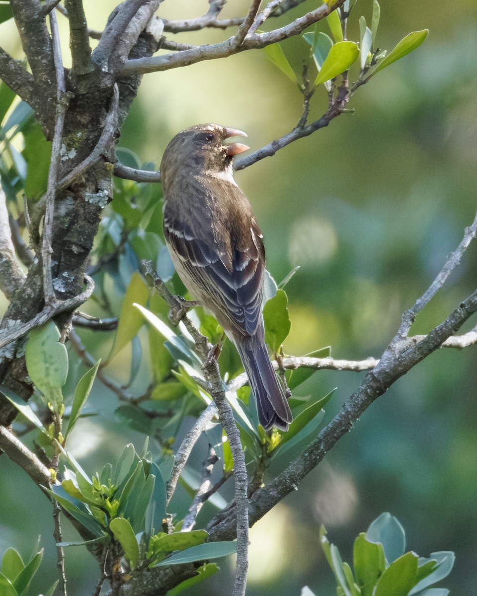 Protea Canary - ML646107440