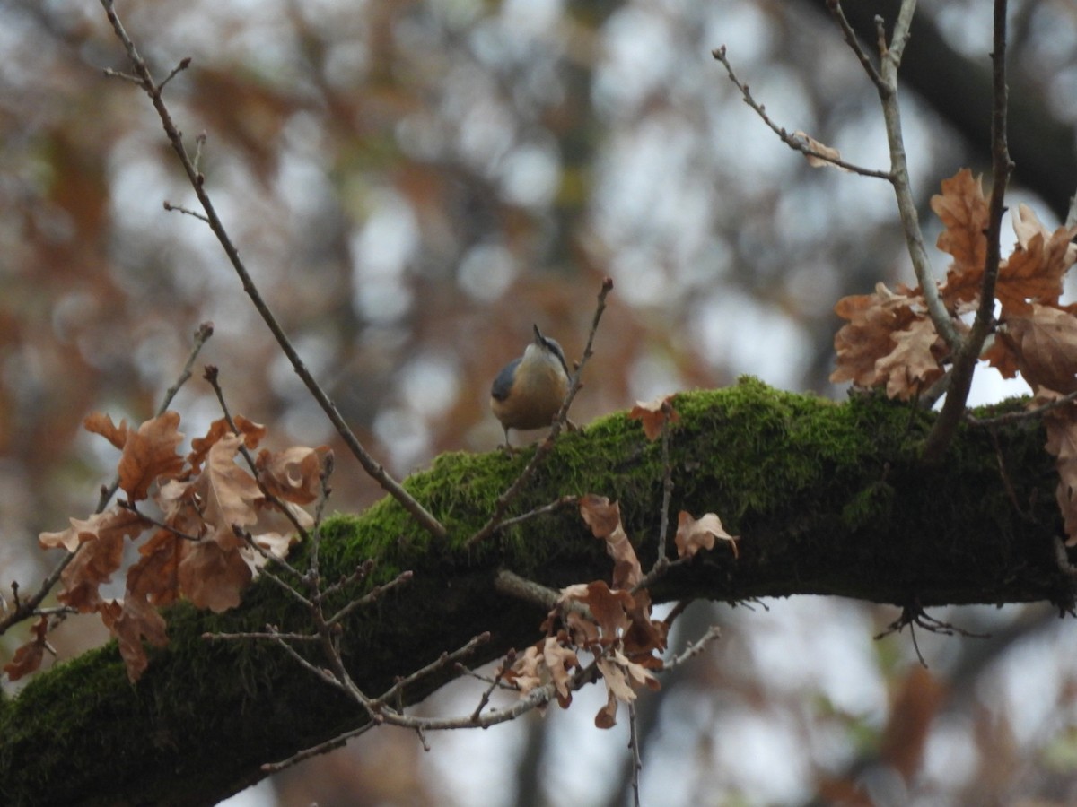 Eurasian Nuthatch - ML646107441