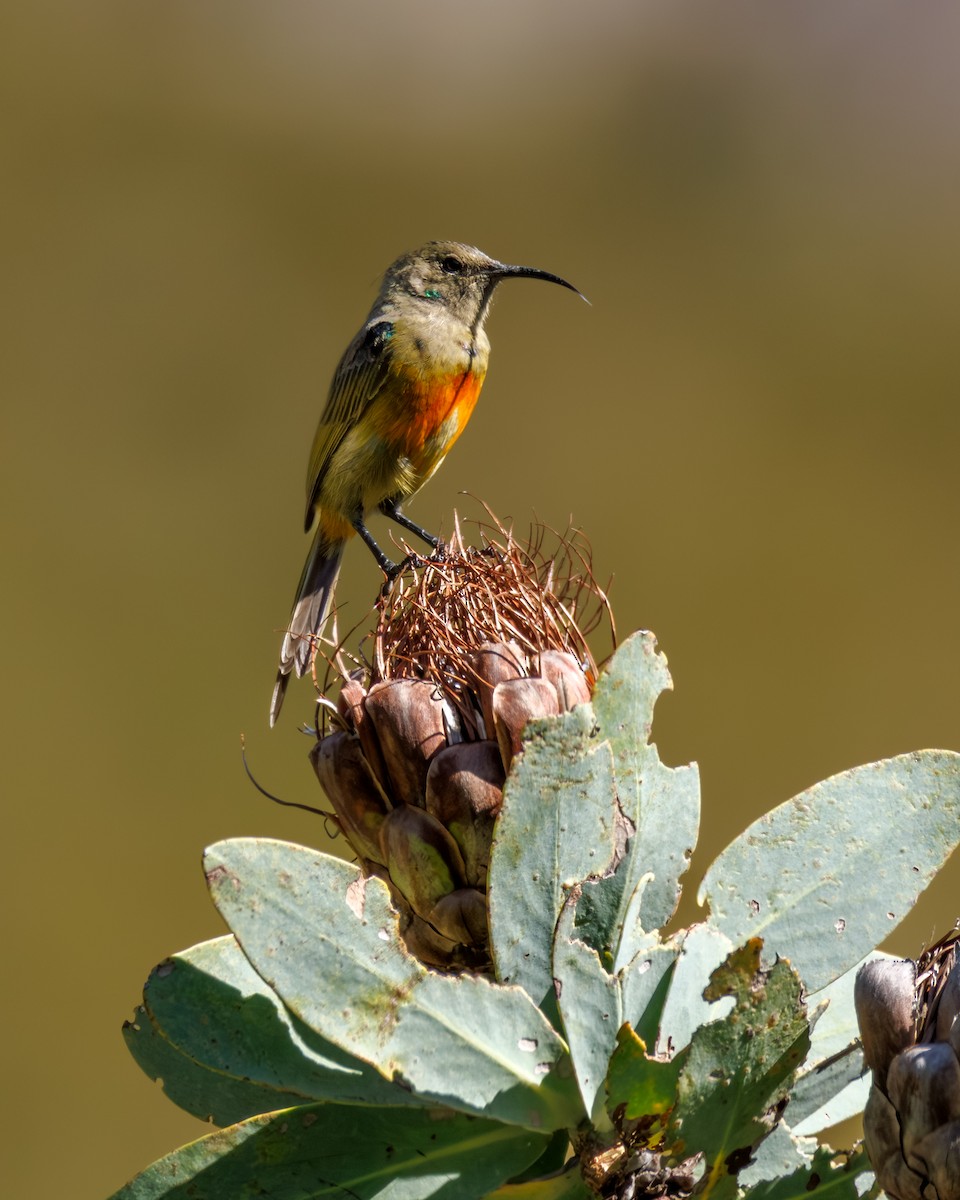 Orange-breasted Sunbird - ML646107442