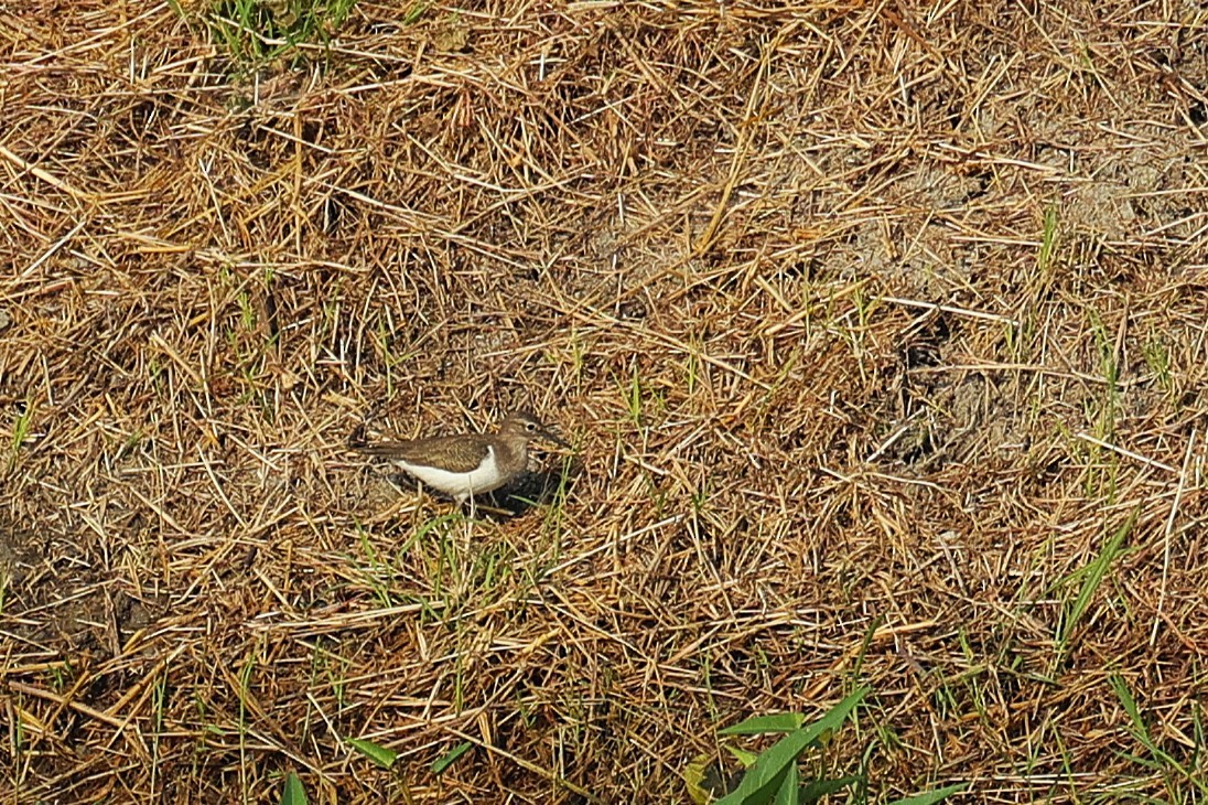 Common Sandpiper - ML646107443