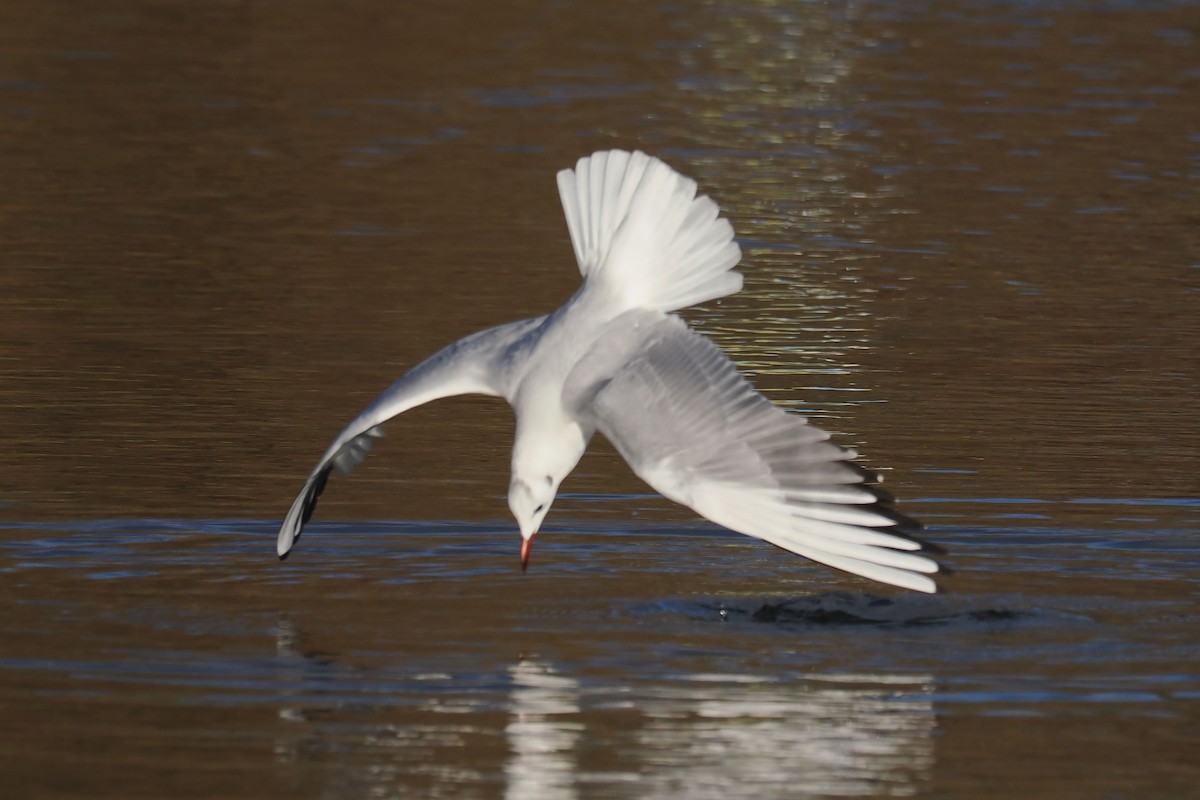 Black-headed Gull - ML646107444