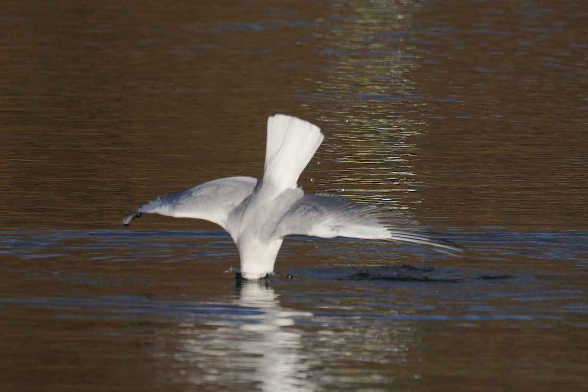 Black-headed Gull - ML646107445