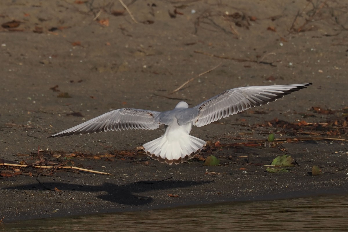 Black-headed Gull - ML646107446