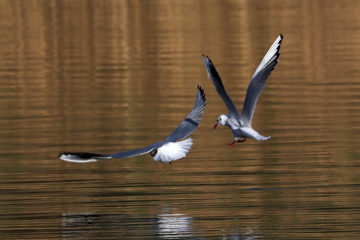 Black-headed Gull - ML646107447