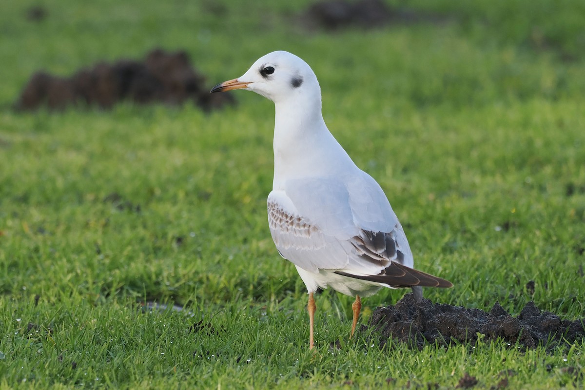 Black-headed Gull - ML646107448
